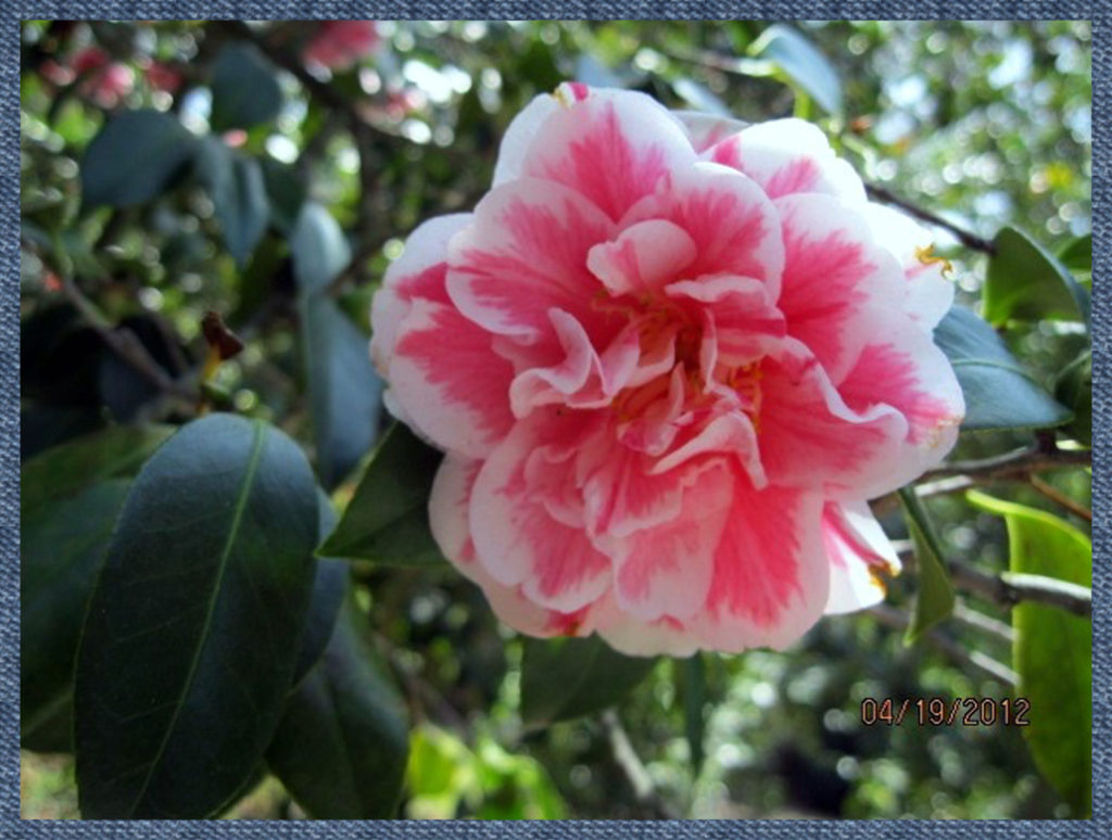 Close-up of a camellia