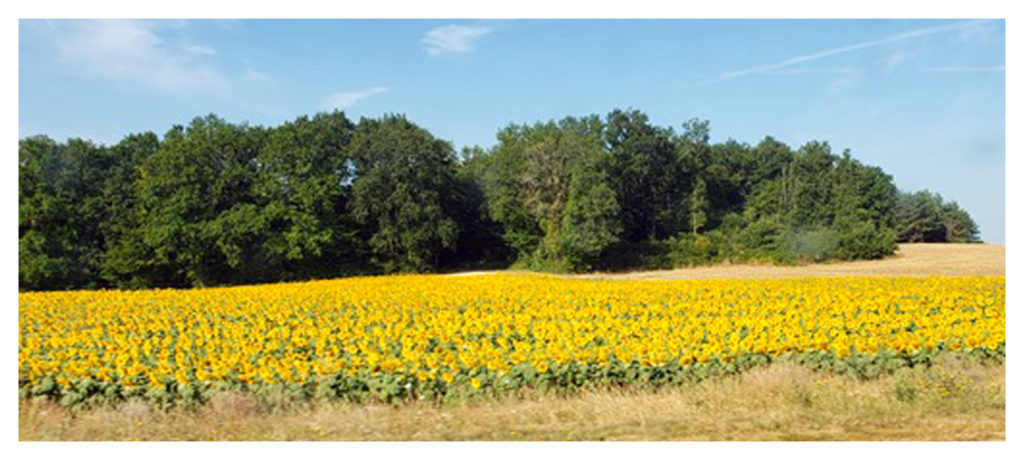 A field of sunflowers on the way to the castle.